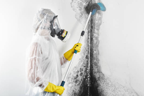 Trusted Ridgeland, MS Mold Removal Experts