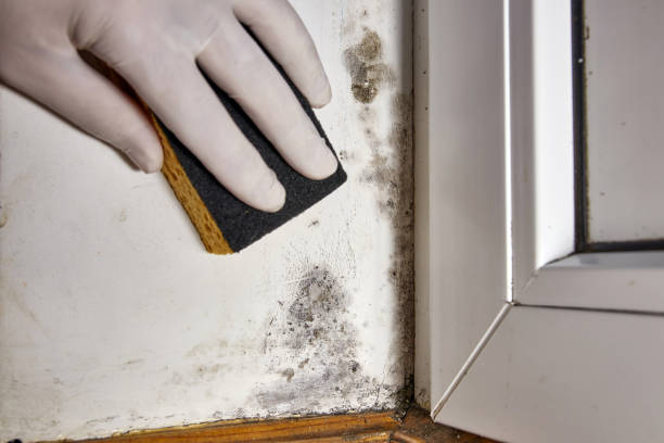 Best Air Quality Testing for Mold Spores  in Ridgeland, MS